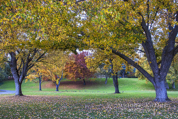 Autumn in Vasona #001