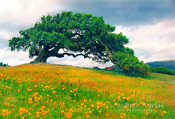 Oak and Poppies One