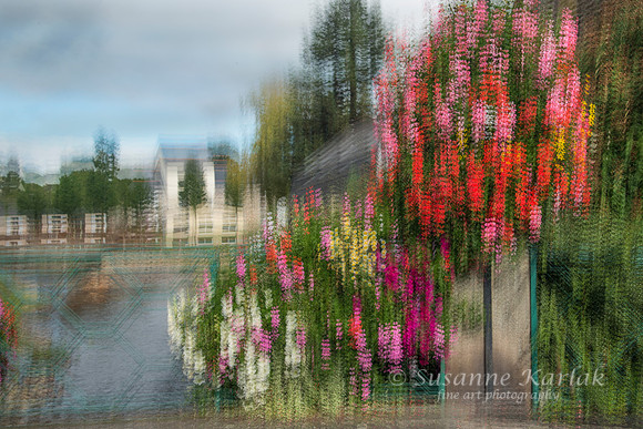 Painterly Geraniums and River #5888
