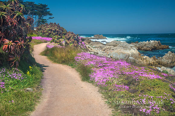 Pacific Grove Blooming #4751