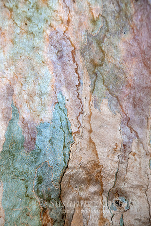 Eucalyptus Art #037
