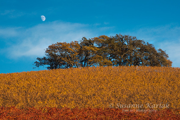Vineyard, Trees and Moon #1073.2