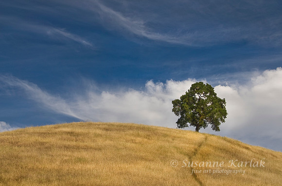 Path to Oak #0145.2