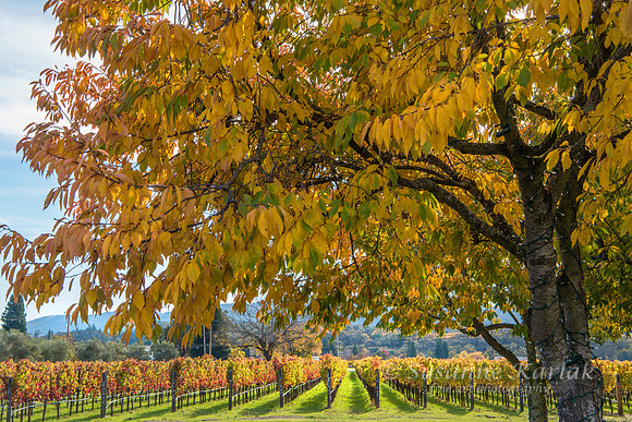 Vineyard and Golden Tree #0814