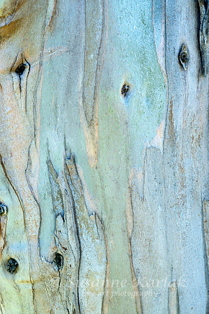 Eucalyptus Art #7213