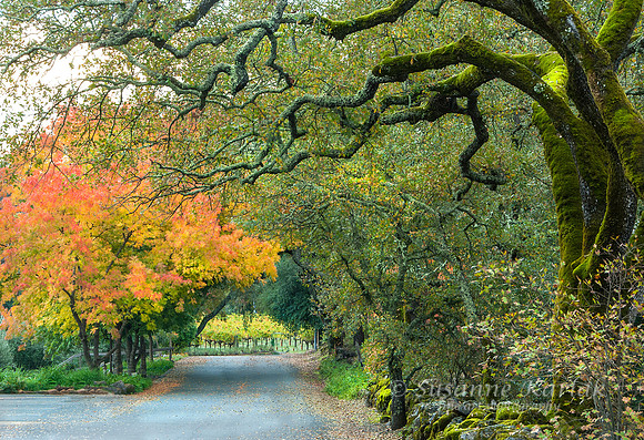 Napa Path in Autumn #0315