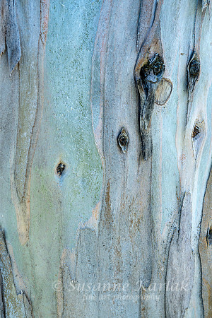 Eucalyptus Art #7211