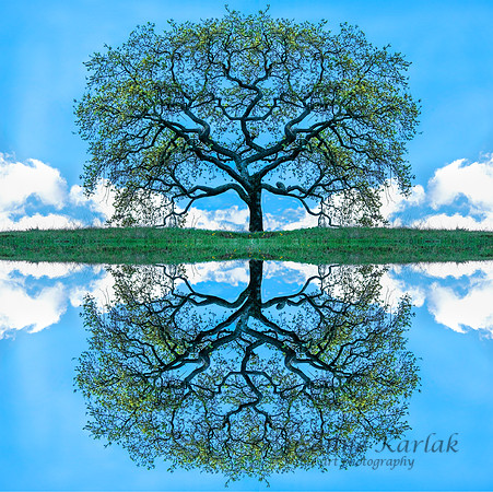 Spring Tree of Life #1510