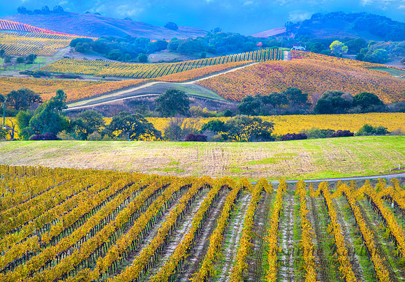 California Vintage Vineyards #8271.5