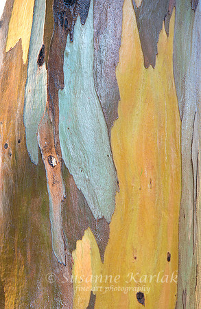 Painterly Bark #4831