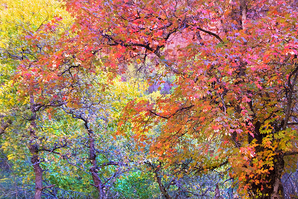 Zion Colors of Autumn #339