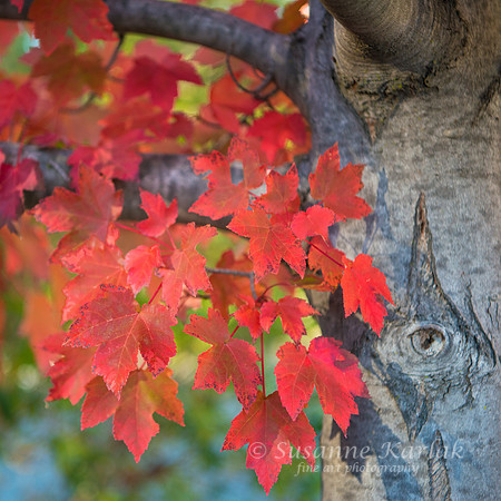 Bark and Leaves #330