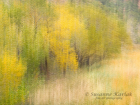 Painterly Autumn Trees  #0349