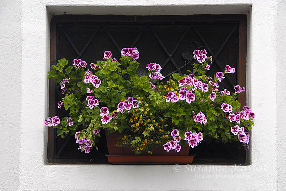 Window Geraniums #160