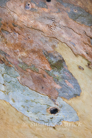 Eucalyptus Life #059