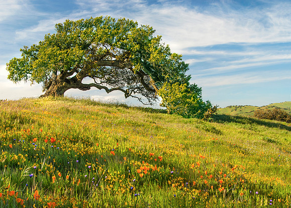 California Spring