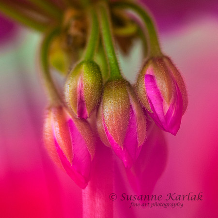 Painterly Geraniums #0348