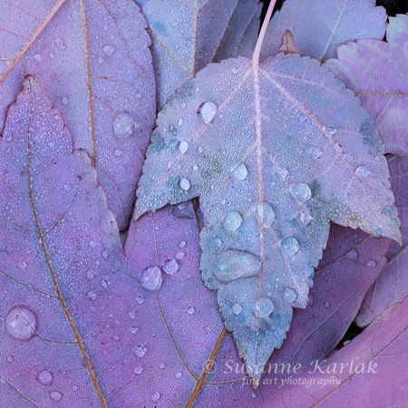 Maple Leaves and Dew #1738