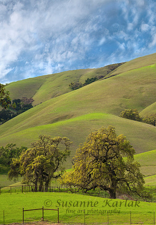 California Spring #8048A