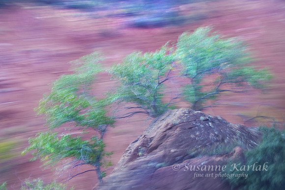 Zion Movement #031