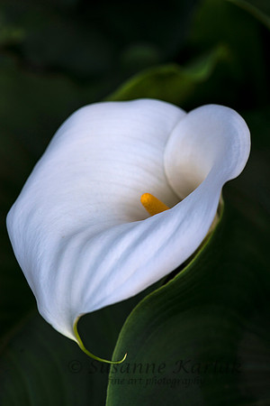 Serene Calla #870.3