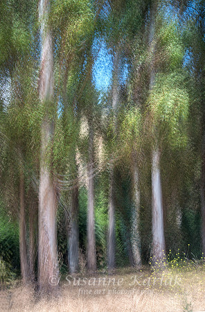 Painterly Grove of Eucalyptus #6261