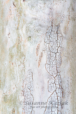 White Bark #7539