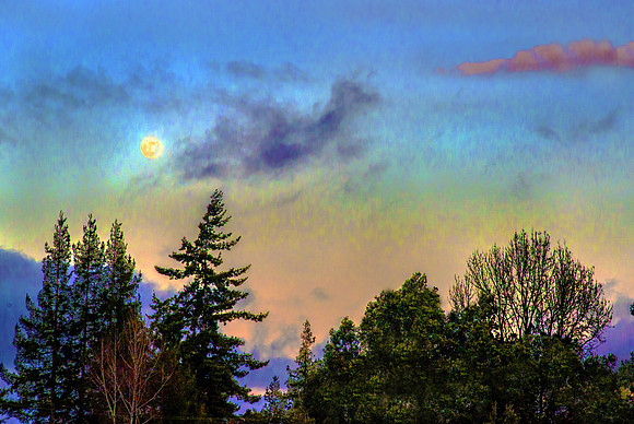 Nature's Canvas (#5327)