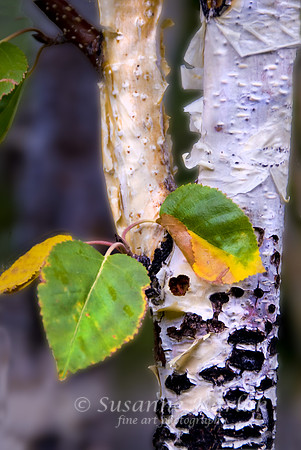 Aspen and Leaves#182