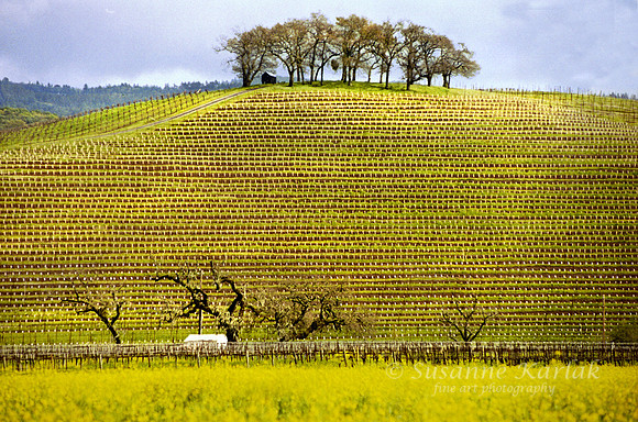 Kunde Estate Winery #5a