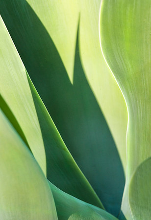Agave Abstract #1918