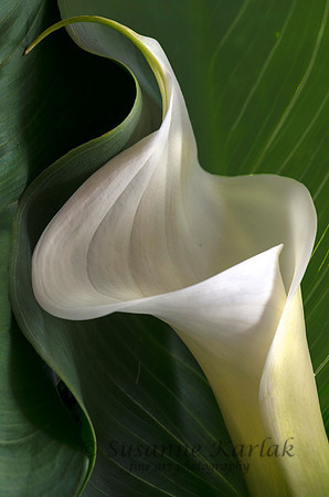 Elegant Calla #3474.3