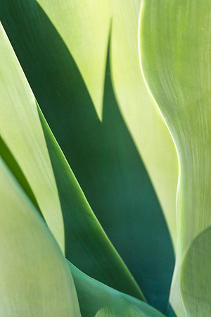 Abstract Agave #1918