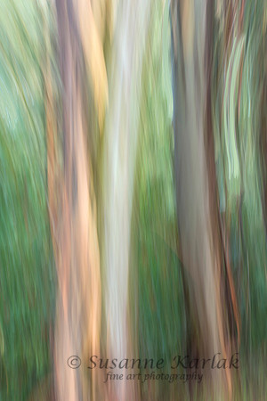 Trees 2810.3