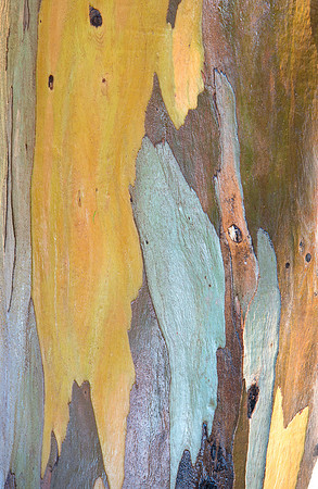 Eucalyptus Bark #4831