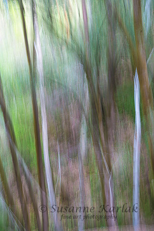 Trees  5733