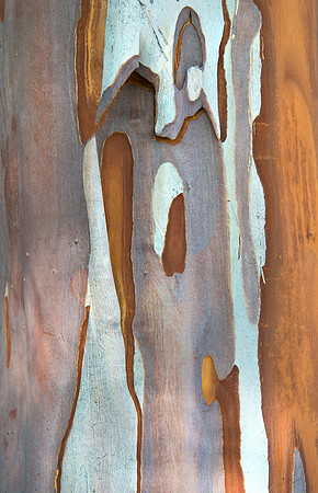 Camelia Bark #6683