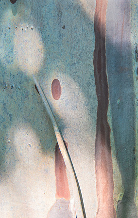 Bark #6775.3