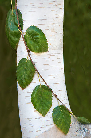 Birch #6831.2