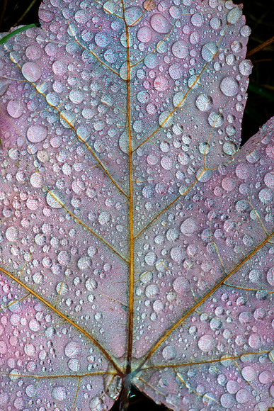 Raindrops on Leaf #8361