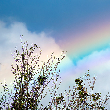 Bird in Rainbow #6731.2