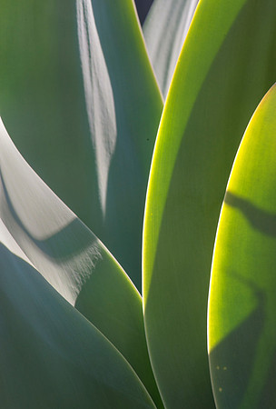 Abstract Agave #6134