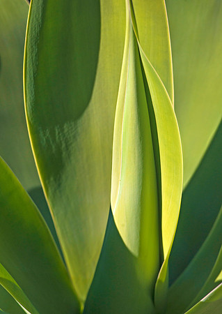 Abstract Agave