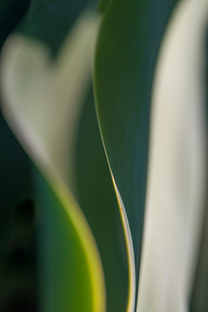 Heart of Agave #6125
