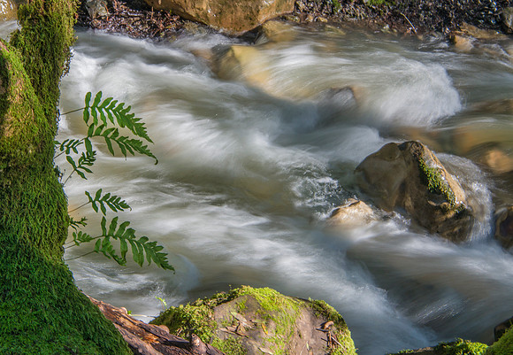 Saratoga Creek #5388