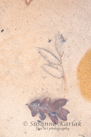 Sand and Leaves #1338