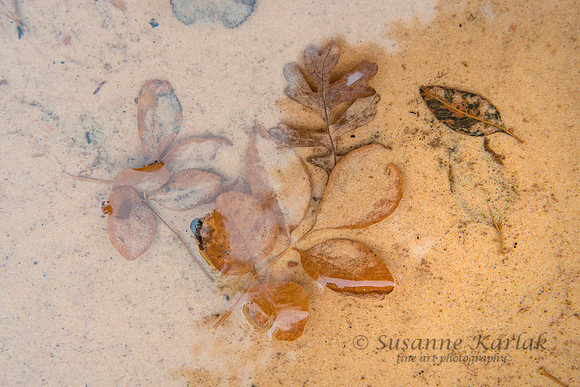 Sand and Leaves #1301