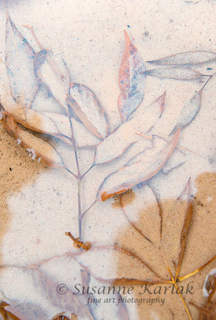 Sand and Leaves #1296