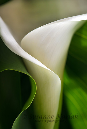 Elegant Calla #4541.2
