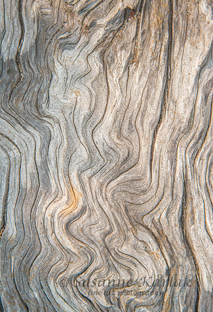 Driftwood #6287